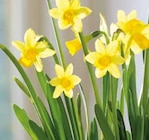 Narzisse »Tête-à-Tête« im aktuellen Pflanzen Kölle Prospekt