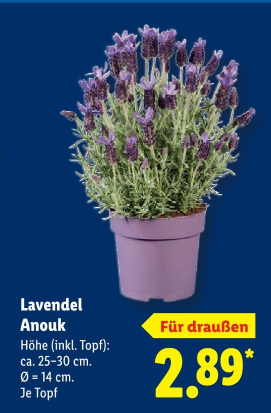 Lavendel Anouk