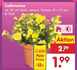 Calibrachoa im Angebot bei Netto Marken-Discount in Potsdam Calibrachoa Angebote bei Netto Marken-Discount Potsdam für 1,99 €
