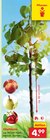 Aktuelles Obstbaum Angebot bei Netto Marken-Discount in Bremen ab 4,99 €