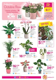 Offre Orchidée dans le catalogue Delbard du moment à la page 7