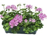 JARDINIÈRE DE GÉRANIUMS LIERRE-DOUBLE VARIÉTÉ à Truffaut dans Saint-Denis JARDINIÈRE DE GÉRANIUMS LIERRE-DOUBLE VARIÉTÉ à Truffaut dans Saint-Denis