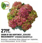 HORTENSIE „SCHLOSS WACKERBARTH“ (HYDRANGEA MACROPHYLLA) Angebote von GROW BY OBI bei OBI Augsburg für 27,99 €
