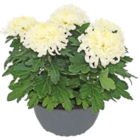 Chrysanthemen Angebote bei Kaufland Kirchheim für 1,99 €
