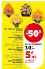 Pot Chrysanthemes 9 Tetes en promo chez Super U Clermont-Ferrand à 5,49 €