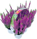 Aktuelle Pflanzen Angebote bei Penny in Bremen Aktuelles Besenheide „Beauty Ladies“ Angebot bei Penny in Bremen ab 6,99 €