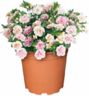 Gefüllte Zauberglöckchen im Angebot bei Netto Marken-Discount in Bautzen Gefüllte Zauberglöckchen Angebote bei Netto Marken-Discount Bautzen für 1,99 €