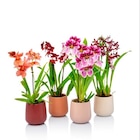 Promo Mélange d'orchidées à 15,99 € dans le catalogue Gamm vert à Montbazens