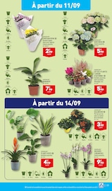 Orchidée Angebote im Prospekt "Les très grands arrivages" von Aldi auf Seite 21