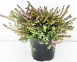 Calluna "Beauty Ladies" Angebote bei Thomas Philipps Herne für 0,99 €
