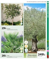 Palmier Angebote im Prospekt "PRÉPAREZ L’AUTOMNE : JARDIN - BRICOLAGE" von Carrefour auf Seite 13