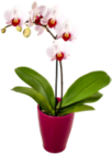 Aktuelles Orchidee im Keramik-Übertopf Angebot bei Kaufland in Dortmund ab 6,66 €
