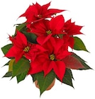 Weihnachtsstern im Angebot bei REWE in Karlsruhe Weihnachtsstern Angebote von REWE Beste Wahl bei REWE Karlsruhe für 2,79 €