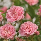 Rosen für 9,99 € bei Hornbach im Angebot Rosen im aktuellen Hornbach Prospekt