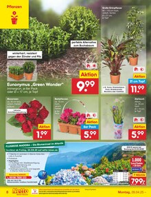 Zimmerpflanzen im aktuellen Netto Marken-Discount Prospekt (Stuttgart) Zimmerpflanzen im Netto Marken-Discount Prospekt "Aktuelle Angebote" mit 44 Seiten (Stuttgart)