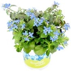 Beet- und Balkonpflanzen im Angebot bei Thomas Philipps in Heinsberg Beet- und Balkonpflanzen Angebote bei Thomas Philipps Heinsberg für 1,79 €