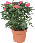 Aktuelles Rosen Angebot bei ALDI SÜD in Düsseldorf ab 1,99 €