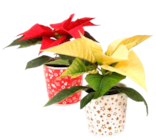 Mini Weihnachtsstern Angebote bei Marktkauf Wismar für 1,99 €