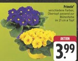 Primeln Angebote bei EDEKA Schwabach für 3,99 €