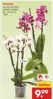 Aktuelle Orchidee Angebote bei Netto Marken-Discount in Duisburg Aktuelles Orchidee Angebot bei Netto Marken-Discount in Duisburg ab 9,99 €