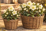 Aktuelle Blumen Angebote bei Netto Marken-Discount in Mönchengladbach Aktuelles Christrose Angebot bei Netto Marken-Discount in Mönchengladbach ab 3,99 €