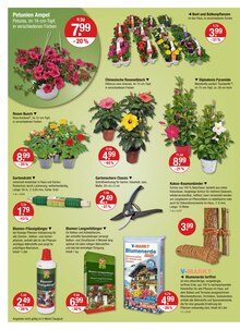 Blumentopf im V-Markt Prospekt "V-Markt einfach besser einkaufen" mit 25 Seiten (Regensburg)