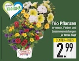 Trio Pflanzen im EDEKA Prospekt Trio Pflanzen von Confetti Garden im aktuellen EDEKA Prospekt für 2,99 €
