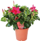 Dipladenie im aktuellen Globus-Baumarkt Prospekt