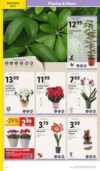 Promo Plantes dans le catalogue Lidl du moment à la page 4