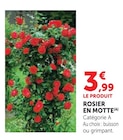 Rosier en Motte dans le catalogue Hyper U