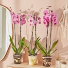Orchidée Phalaenopsis en promo chez Carrefour Market Quimper à 8,99 €