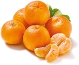 Clementinen bei Netto mit dem Scottie im Dessau-Roßlau Prospekt für 1,59 €