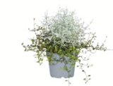 Aktuelles Silberpflanzen Angebot bei toom Baumarkt in Cottbus ab 0,79 €