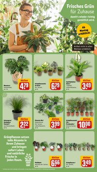 Pflanzen im aktuellen REWE Prospekt (Braunschweig) Pflanzen im REWE Prospekt "Dein Markt" mit 31 Seiten (Braunschweig)