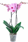 Aktuelles SCHMETTERLINGS-ORCHIDEE (PHALAENOPSIS) Angebot bei OBI in München ab 8,99 €