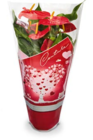 Anthurie Flamingoblume von  im aktuellen Netto Marken-Discount Prospekt für 5,99 €