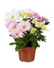 Coupe chrysanthème collection - Lidl à Chatou Coupe chrysanthème collection en promo chez Lidl Chatou à 3,99 €