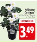 Helleborus Christrose im Angebot bei EDEKA in Memmingen Helleborus Christrose Angebote bei EDEKA Memmingen für 3,49 €