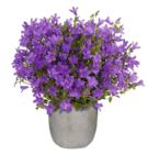 Glockenblume "Get Mee" im Angebot bei OBI in Amberg Glockenblume "Get Mee" Angebote bei OBI Amberg für 3,99 €