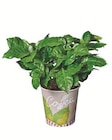 Aktuelle Palme Angebote bei Lidl in Stuttgart Aktuelles Frucht-/Zierpflanzen im Becher Angebot bei Lidl in Stuttgart ab 3,49 €