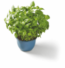 XXL-Basilikum im Topf im Angebot bei Lidl in Würzburg XXL-Basilikum im Topf Angebote bei Lidl Würzburg für 1,69 €