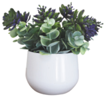 Succulente dans le catalogue Bazarland