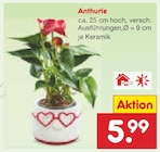 Anthurie  im aktuellen Netto Marken-Discount Prospekt für 5,99 €