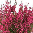 BOTANIC®-Bruyère carnéa arlequin - Le pot de 2,5 litres à Botanic dans Sergy BOTANIC®-Bruyère carnéa arlequin - Le pot de 2,5 litres à Botanic dans Sergy