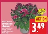 Chrysantheme Aubisque von Edeka Regional für 3,49 € bei EDEKA im Angebot Chrysantheme Aubisque von Edeka Regional im aktuellen EDEKA Prospekt