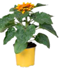 EDEKA - Sonnenblumen Mix Angebot im Prospekt Sonnenblumen Mix bei EDEKA im Prospekt "" für 2,99 €