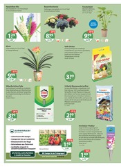 Hortensie im V-Markt Prospekt in Regensburg Aktueller V-Markt Prospekt mit Hortensie, "V-Markt einfach besser einkaufen", Seite 16