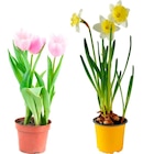 Bulbes fleurs en pot à 1,99 € dans le catalogue Carrefour