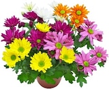 Kaufland Wernigerode - Chrysantheme Angebot im Prospekt Chrysantheme bei Kaufland im Wernigerode Prospekt für 1,19 €