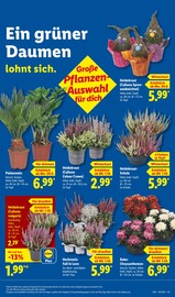 Ähnliche Zitronenbaum Angebote im Prospekt "LIDL LOHNT SICH" von Lidl in Friedrichshafen Ähnliche Angebote wie Zitronenbaum im Prospekt "LIDL LOHNT SICH" auf Seite 9 von Lidl in Friedrichshafen